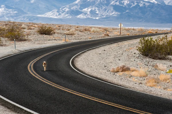 Lonely coyote on the highway — Stock Photo, Image