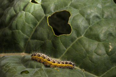 Caterpillar lahana üzerinde