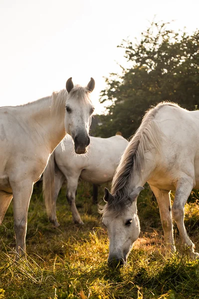 Pony al pascolo al tramonto — Foto Stock