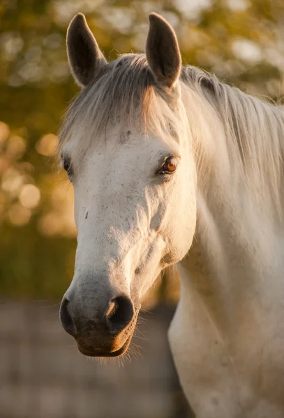 Connemara pony portrét — Stock fotografie
