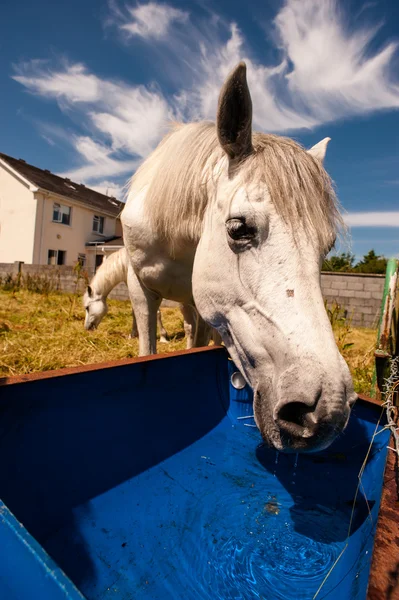 Pony agua potable — Foto de Stock