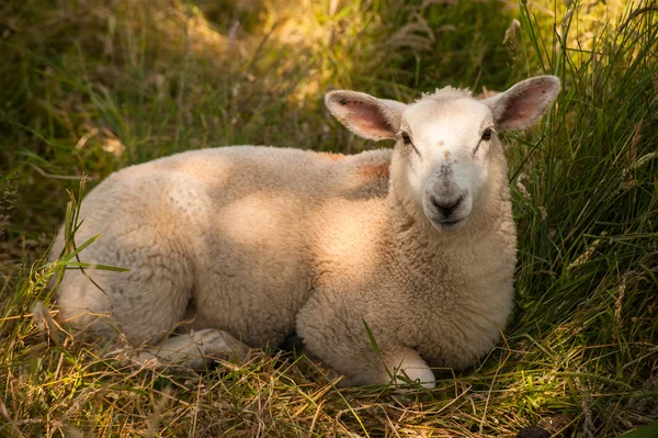 Schapen rusten in het gras — Stockfoto