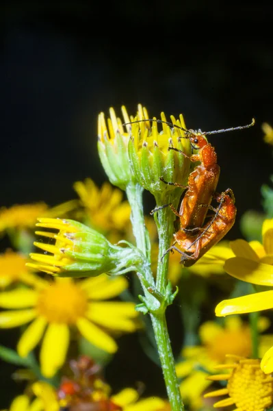 長い角カブトムシ クライミング — ストック写真