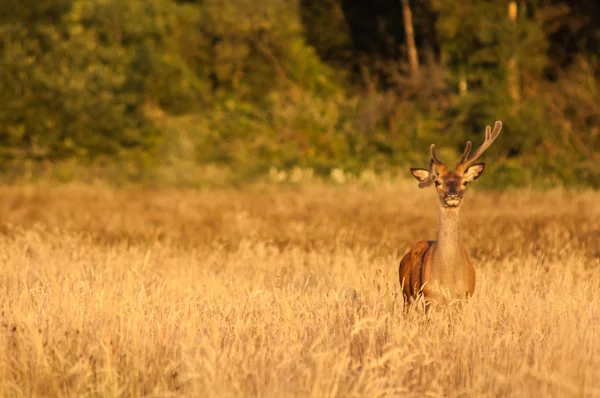 Gün batımında vahşi geyik — Stok fotoğraf