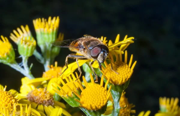 Polinização das abelhas — Fotografia de Stock