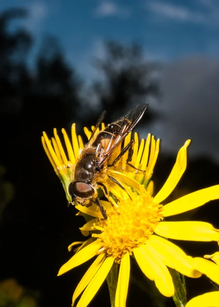 Bee kwiat — Zdjęcie stockowe