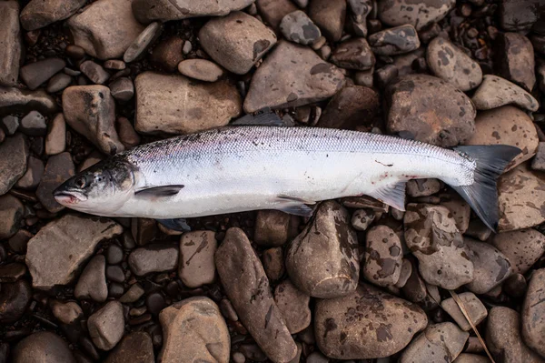 Salmon on rocks — Stock Photo, Image