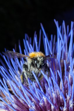Mor çiçek üzerinde büyük bumble bee