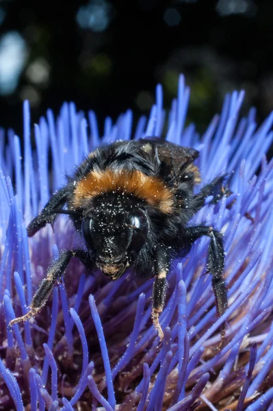 Bumble abelha em flor roxa — Fotografia de Stock