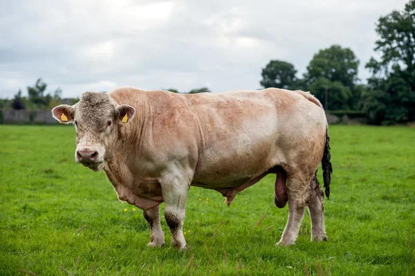 Большой бык в поле — стоковое фото