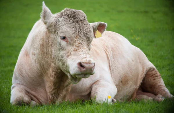 Touro descansando em um campo — Fotografia de Stock