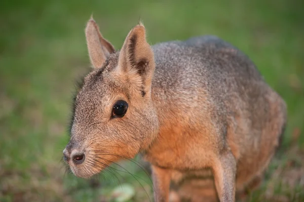 Mara knaagdier — Stockfoto