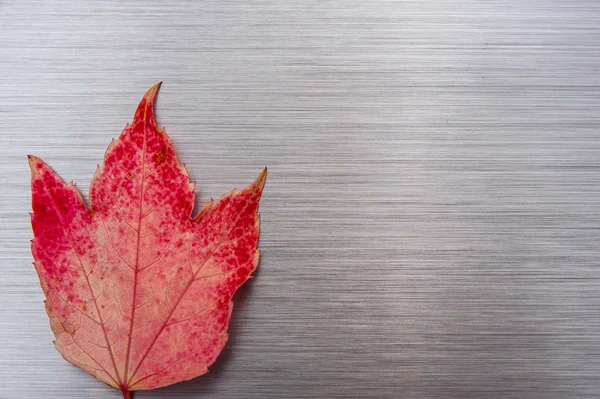 Brushed metal autumn leaf — Stock Photo, Image