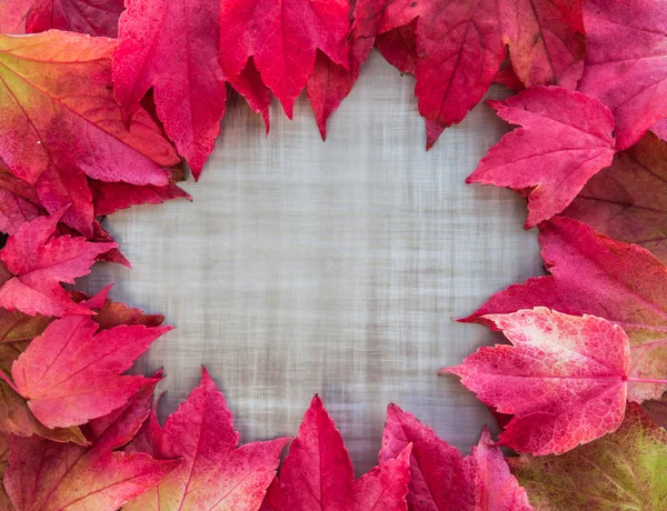 Autumn background leaves — Stock Photo, Image