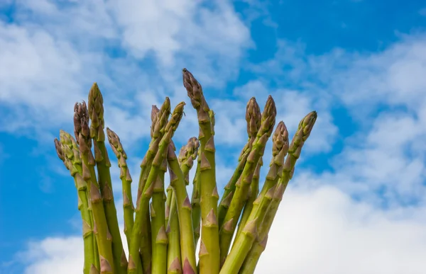 Asparagus on sky background — Stock Photo, Image