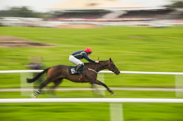 Caballo de carrera zoom — Foto de Stock