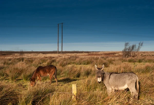 Burro y pony en un campo — Foto de Stock