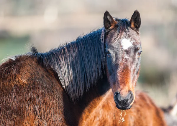 Caballo pastoso mirando hacia atrás — Foto de Stock