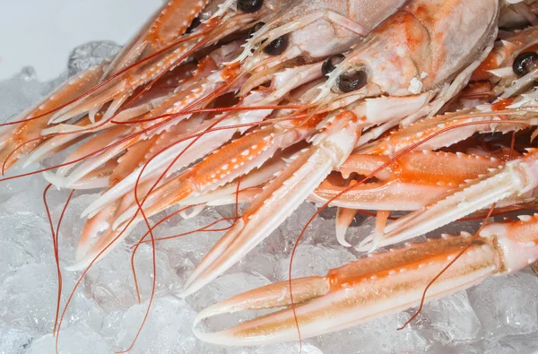 Crevettes fraîches de baie de Dublin — Photo