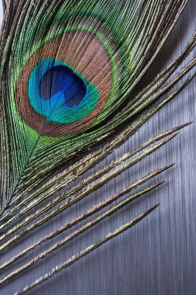 Peacock feather on brushed metal background — Stock Photo, Image