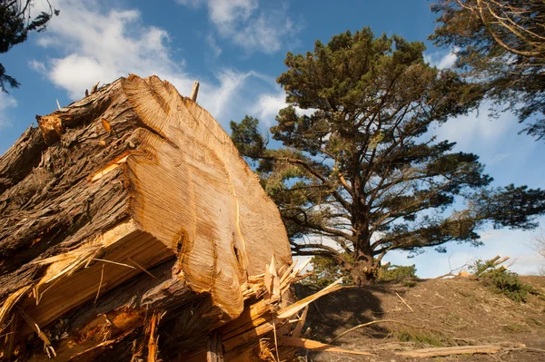 Detail van gehakte boomstam in het bos. — Stockfoto