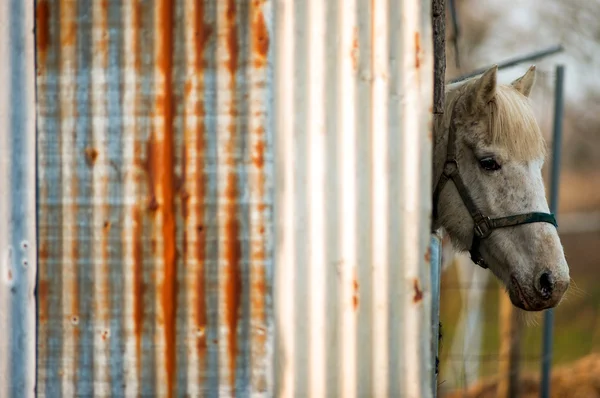 Cavallo bianco in capanna di ferro ondulato — Foto Stock