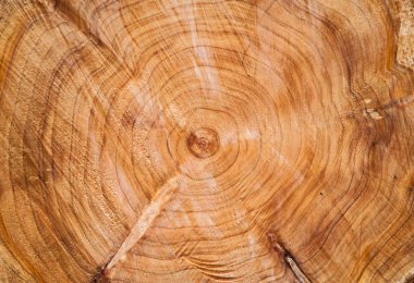 Eski ağaç gövdesi dokusu