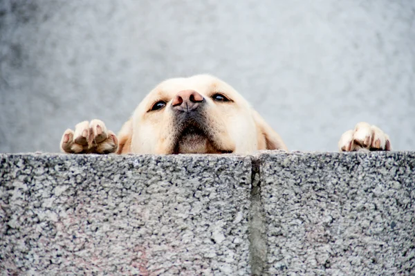 Sad dog looking over wall