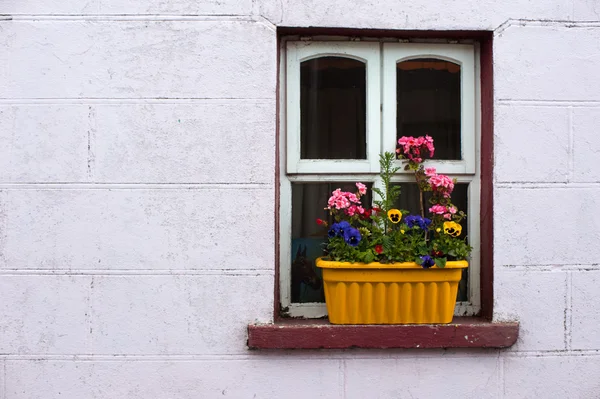 아일랜드 별장의 창에 꽃 상자 — 스톡 사진