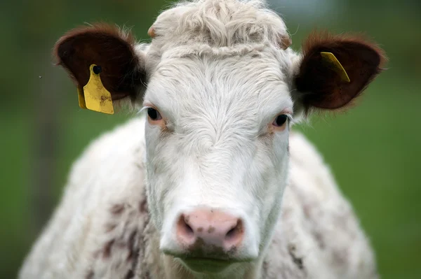 牛の肖像画 — ストック写真