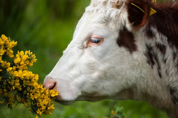 Mucca che annusa i fiori — Foto Stock