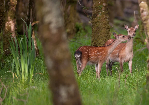 Młode jelenie w lesie — Zdjęcie stockowe