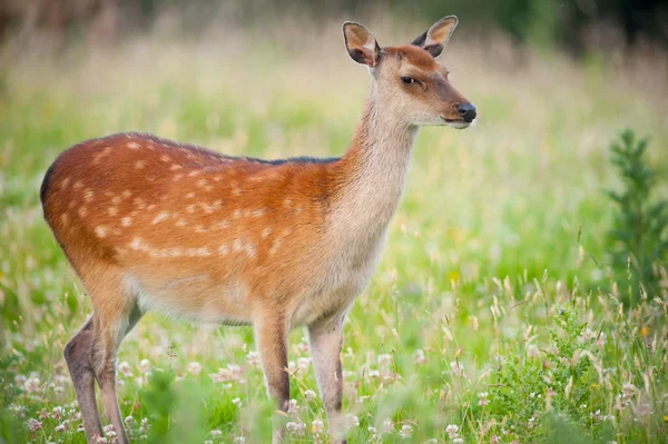 Yaz aylarında genç sevimli geyik — Stok fotoğraf