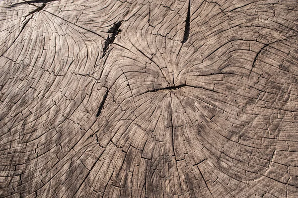 Ξύλο υφή των παλαιών κομμένα κορμό δέντρου — Φωτογραφία Αρχείου