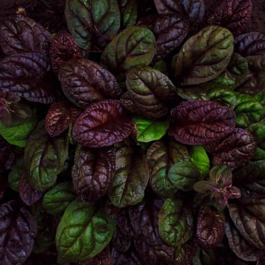 Büyük yuvarlak yeşil, mor, yağmurdan sonra yaprakların farklı tonları fesleğen ve ıspanağa benzer, yakın plan..