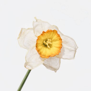 Solmuş beyaz nergis çiçeği, gri arka planda izole edilmiş.