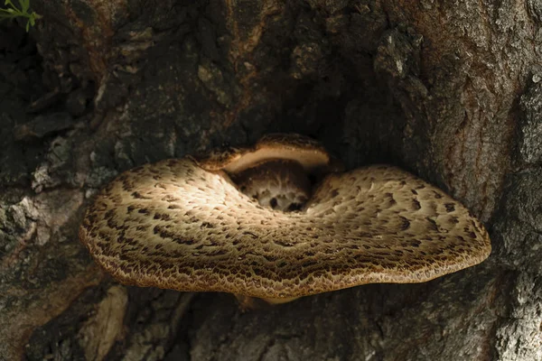 A brown tinder fungus with scales has grown into an old tree. Fairy tale view. Close-up