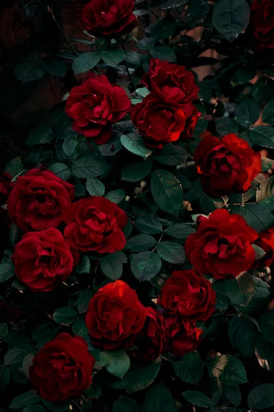 Dense Bush Red Roses Dark Rays Setting Sun Sunset Deep — Stock Photo, Image