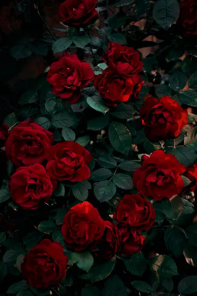 Egy Sűrű Bokor Vörös Rózsákkal Sötétben Lenyugvó Nap Sugaraival Napnyugta Stock Kép