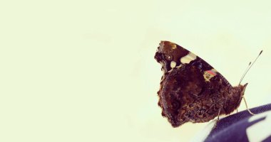 Gri arka planda kahverengi kanatlı bir kelebek profili. Profil. Yakın plan. Boşluğu kopyala