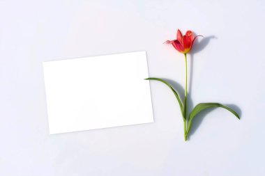 Sunum için afiş ya da broşür, beyaz kağıt ve lale çiçeği gri arka planda zarif modern minimalist tarzda sert gölgeli. Tebrikler boş kırtasiye.