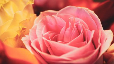 çok renkli güller, makro görünüm