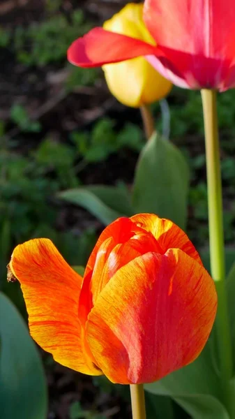 Beautiful Multicolored Tulip Garden — стоковое фото
