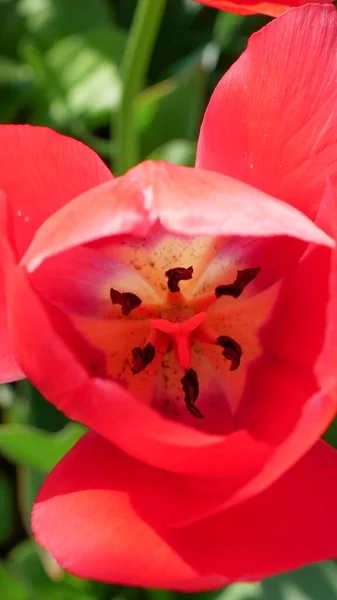 Красивый Розовый Тюльпан Летнем Саду — стоковое фото
