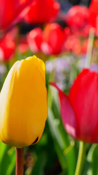 Yellow Red Pink Tulips Garden — стоковое фото