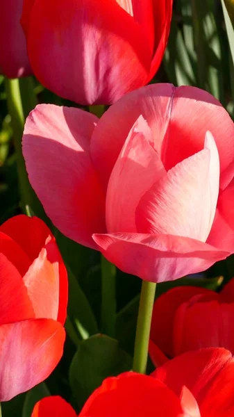 Красные Розовые Тюльпаны Саду — стоковое фото