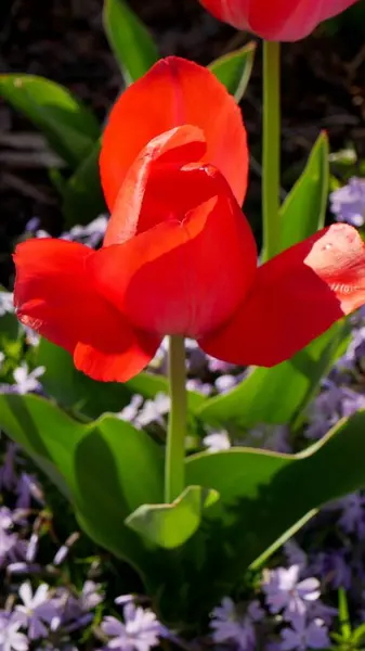 Bellissimi Tulipani Rossi Giardino — Foto Stock