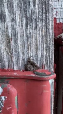 Ahşap bir kulübede kırmızı saplı bir örümceğin portre görüntüsü