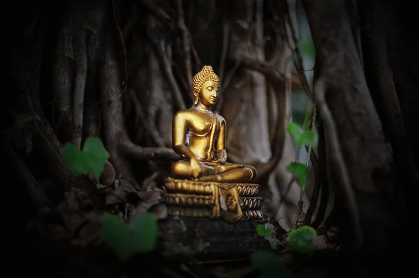 Banyan buddha — Stockfoto