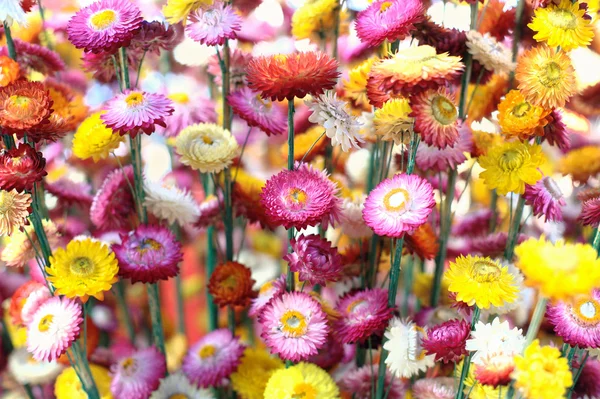 Helichrysum bush